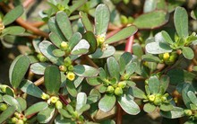 3 loại cây mọc dại ở Việt Nam nhưng được thế giới xem là ‘siêu thực phẩm’, tốt hơn cả nhân sâm