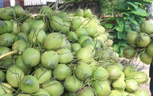 Xuất khẩu dừa hướng tới mốc 1 tỷ USD