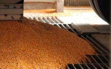 Một loại hạt giá rẻ từ Brazil đang đổ bộ vào Việt Nam: Nhập khẩu tăng gấp 4 lần trong 8 tháng đầu năm, Việt Nam nhập khẩu thuộc top đầu thế giới