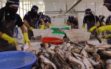 Xuất khẩu thủy sản có thể cán mốc 10 tỷ USD