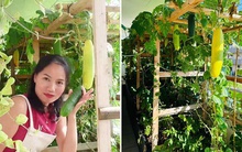 Vườn ban công 14m2 ở Thuỵ Sĩ: Tổng chi phí đầu tư 12 triệu, không đi chợ vài tháng vẫn đủ rau ăn