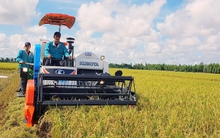 Dự báo xuất khẩu gạo của Việt Nam đạt kỷ lục mới cả sản lượng, giá trị xuất khẩu