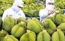 Tăng cường quảng bá thương hiệu Việt Nam tại Trung Quốc