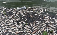 Cá chết bốc mùi hôi thối ở hồ Tây, ám ảnh người dân