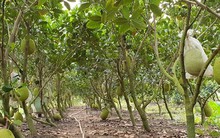 8 tháng 6 lần gửi thông báo vi phạm mã số vùng trồng nông sản