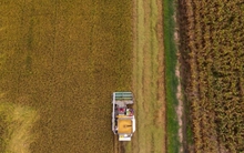 Ngủ quên trên chiến thắng, láng giềng Việt Nam trông chờ vận may khi giá gạo nhảy múa