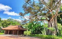 Về vùng đất thiêng Lam Kinh nghe 'chuyện tình' cây Đa - Thị hơn 300 năm tuổi