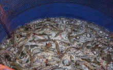 Giá nhiều loại hải sản tăng cao, hút hàng