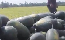 Dưa hấu vụ hè thu được mùa, được giá