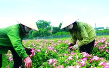 Thu nhập cao nhờ chuyển từ sắn sang sâm