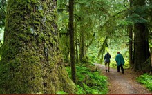 Lý do bác sĩ "kê" thiên nhiên vào đơn thuốc trị bệnh