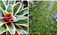 3 loại cây tuyệt đối không trồng trong phòng ngủ