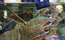 Tôm hùm Đông Úc giá 'cực chát' lần đầu xuất hiện tại Việt Nam