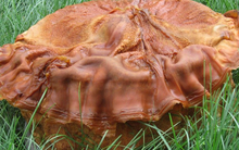 Ngư dân vớt được "tảng thịt lạ”, để nửa năm không thối rữa, còn tăng 10kg: Chuyên gia chỉ đích danh báu vật nghìn tỷ