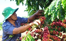 Giá cà phê cao kỷ lục, vì sao nông dân hụt hẫng?