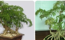 Loài cây không chỉ làm cảnh mà còn được ví như 'nhân sâm của người nghèo'