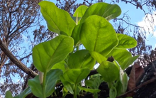 Cây đa bồ đề cháy đen trong bão lửa Hawaii hồi sinh