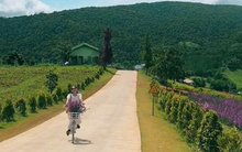 Dân mạng truy lùng con đường thơ "hot nhất Đà Lạt" đang viral khắp mạng xã hội