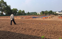 Một loại nông sản của Việt Nam cực kỳ đắt khách tại Vương quốc dầu mỏ: Giá giảm xuống mức kỷ lục, Việt Nam xuất khẩu đứng đầu thế giới