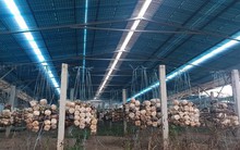 Xin cấp phép làm trang trại nhưng ra sức sản xuất... điện mặt trời