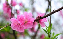 Lấy ý kiến nghỉ Tết Nguyên đán 7 ngày liên tục