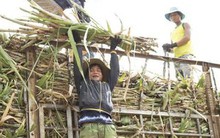 Giá mía tăng cao kỷ lục