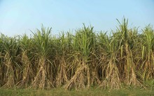 Một loại cây trồng bất ngờ trở thành 'vị cứu tinh' cho nguồn cung đường toàn cầu, Việt Nam cũng đang chi gần 2 tỷ USD để nhập khẩu từ đầu năm