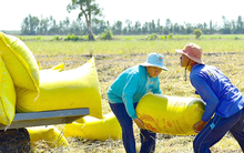 Giá lúa gạo tăng “nóng”: Cần có chiến lược về giá