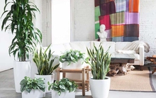 7 loài cây cảnh ưa nắng là lựa chọn hàng đầu để bạn phủ xanh không gian sống