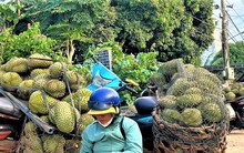 Tất tay với sầu riêng rồi 'bỏ của chạy lấy người'