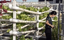 Cơ hội việc làm xanh rộng mở tại Đông Nam Á