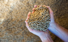 Trung Quốc bất ngờ tăng mạnh nhập khẩu một mặt hàng của Việt Nam dù là nước xuất khẩu số 1 thế giới, nước ta có sản lượng "khủng" hơn 26 triệu tấn trong năm 2022