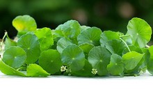 Loại rau được ví như ‘sâm đất’, là khắc tinh của ung thư, cải thiện lưu thông máu cực tốt: Rất sẵn ở chợ Việt