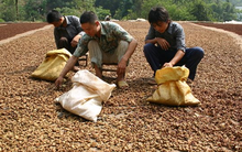 Việt Nam sở hữu "viên ngọc quý hiếm" được cả Mỹ, Trung Quốc và Ấn Độ săn lùng: Xuất khẩu tăng hơn 100% trong tháng 8, Việt Nam đứng thứ 2 thế giới về sản lượng