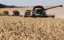 Giá lúa mì lao dốc: Doanh nghiệp Việt cần có chiến lược mua hàng thận trọng