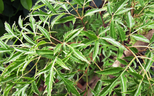 Loại cây cảnh được ví là 'thuốc bổ' của mọi gia đình Việt, tốt như sâm