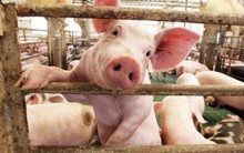 Lợi nhuận lao dốc 90%, thêm 2 lãnh đạo cấp cao của BAF Việt Nam (BAF) xin từ nhiệm