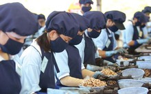 Là 'ngôi sao' xuất khẩu tỷ USD, vì sao hạt điều bị kiểm dịch quá gắt?