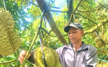 Chốt giá, nhận cọc xong nghe sầu riêng rụng chủ vườn 'rầu hết cả người'