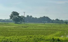 Thanh Hoá: Đấu giá khu đất hơn 10ha từng dự kiến xây trung tâm thương mại AEON MALL