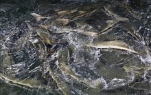 Ứng dụng công nghệ internet vạn vật trong nuôi trồng thủy sản