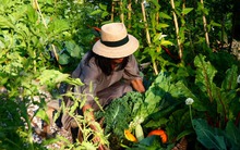 3 năm từ nơi sầm uất về thị trấn nhỏ trồng cây: "Tôi thấy vui vẻ như ong đi lấy mật"