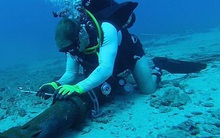 Tuyến cáp quang biển AAE-1 gặp sự cố mới