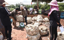 Việt Nam sở hữu “gà đẻ trứng vàng” luôn được Trung Quốc săn lùng: Thu về hơn 1 tỷ USD chỉ trong 8 tháng, Việt Nam xuất khẩu đứng thứ 3 thế giới