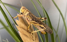 Vì sao người xưa không câu cá hay ăn châu chấu trong nạn đói? Lý do rất đơn giản