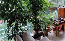 Cô gái trẻ chọn cách 'sống khác' ngay trong căn hộ nhỏ ở thành phố