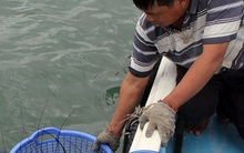 Cần kiểm soát chặt tôm hùm giống nhập ngoại