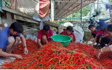 Ớt chính vụ tại ĐBSCL được mùa, được giá