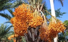 Loại quả được Dubai ví như 'hạt ngọc sa mạc', hạ đường huyết cực tốt: Rất sẵn ở chợ Việt