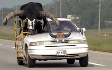 Đang chở 'vị khách' đặc biệt trên cao tốc, người đàn ông lập tức bị cảnh sát dừng xe, yêu cầu rời thành phố ngay lập tức